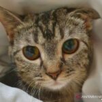 7 Mitos tentang kucing yang masih dipercaya masyarakat Indonesia