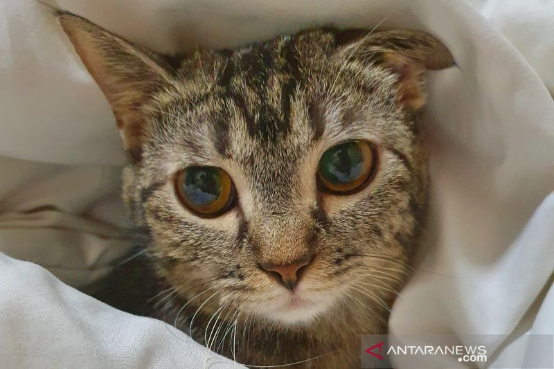 7 Mitos tentang kucing yang masih dipercaya masyarakat Indonesia