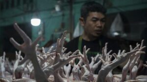 Harga Ayam Tembus Rp100 Ribu, Kemendagri Curiga Dimainkan Distributor